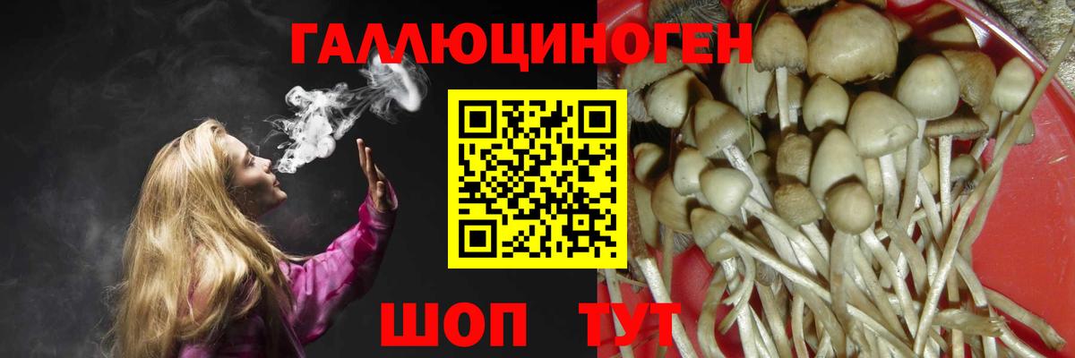 Галлюциногенные грибы Psilocybine cubensis Москва